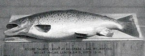 Record Salmon caught May 1913 - 14 1/4 pounds